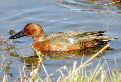 Cinnamon Teal