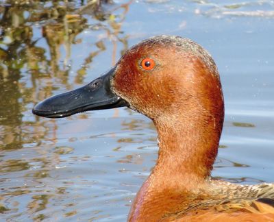 Cinnamon Teal