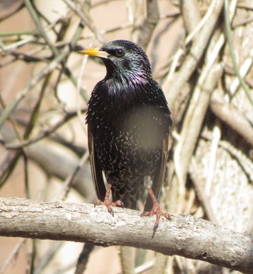 European Starling