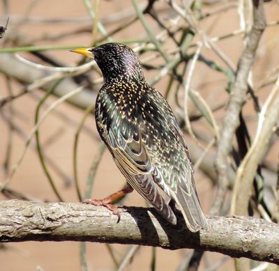 European Starling