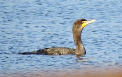 Double-Crested Cormorant