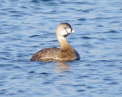 Pied-Billed Grebe