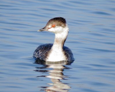 Horned Grebe