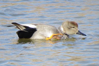 Gadwall