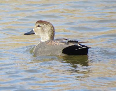 Gadwall