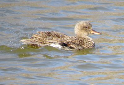 Gadwall