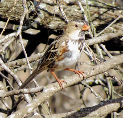 Harris's Sparrow
