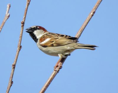 House Sparrow