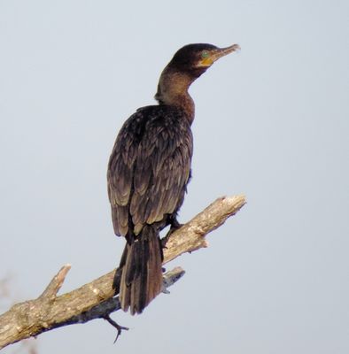 Neotropic Cormorant