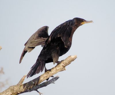 Neotropic Cormorant