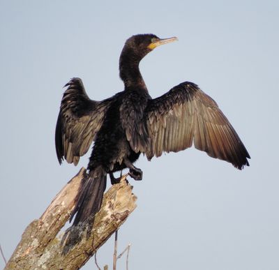 Neotropic Cormorant