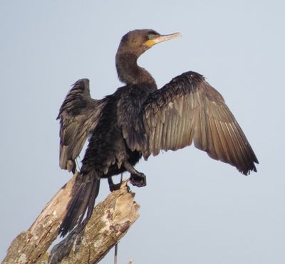 Neotropic Cormorant
