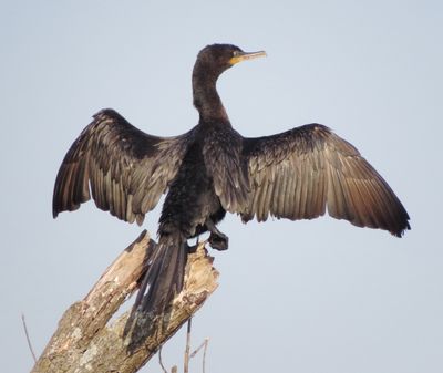 Neotropic Cormorant