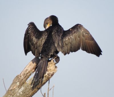Neotropic Cormorant