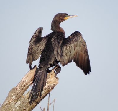 Neotropic Cormorant