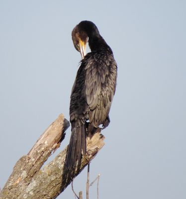 Neotropic Cormorant