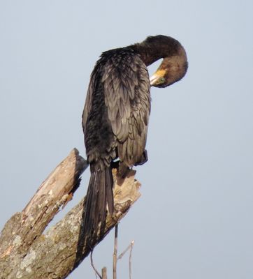 Neotropic Cormorant