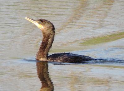 Neotropic Cormorant