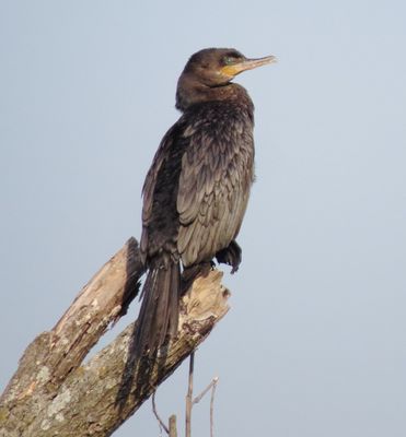 Neotropic Cormorant