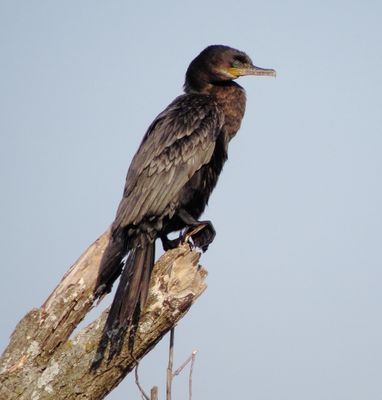 Neotropic Cormorant