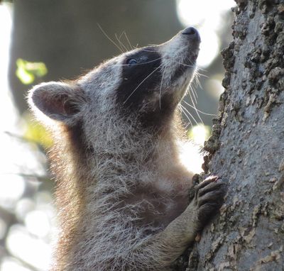Common Raccoon