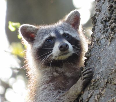 Common Raccoon