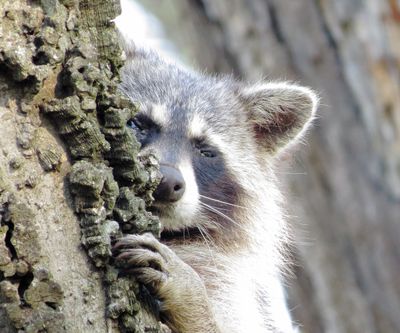 Common Raccoon