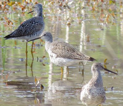 Greater Yellowlegs