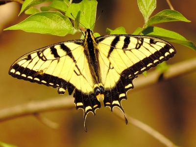 Eastern Tiger Swallowtail