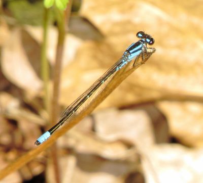 Skimming Bluet