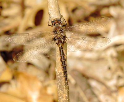 Baskettail Species