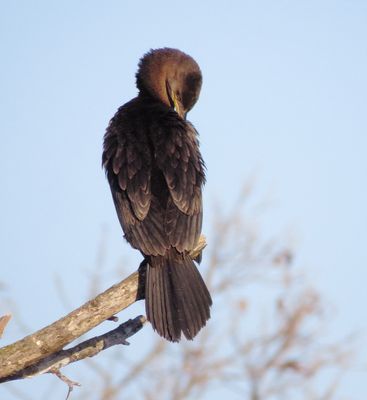 Neotropic Cormorant