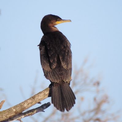 Neotropic Cormorant