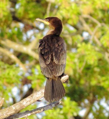 Neotropic Cormorant