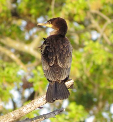 Neotropic Cormorant