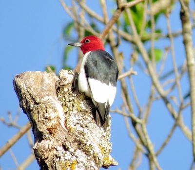 Red-Headed Woodpecker