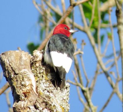 Red-Headed Woodpecker