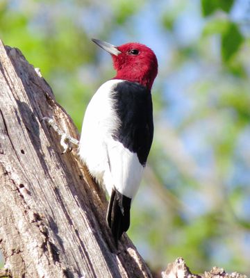Red-Headed Woodpecker