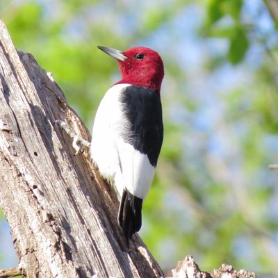 Red-Headed Woodpecker