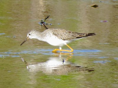 Lesser Yellowlegs