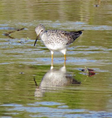 Lesser Yellowlegs