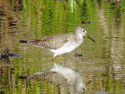 Lesser Yellowlegs