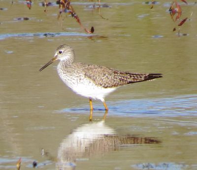 Lesser Yellowlegs