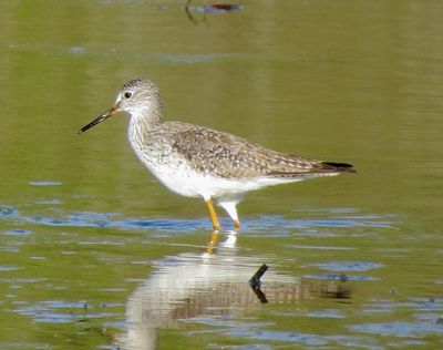 Lesser Yellowlegs
