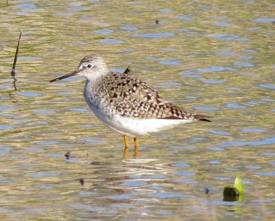 Lesser Yellowlegs