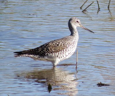 Greater Yellowlegs