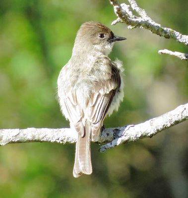Eastern Phoebe