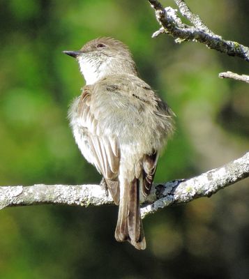 Eastern Phoebe