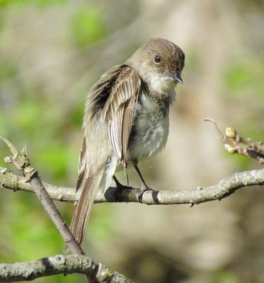 Eastern Phoebe
