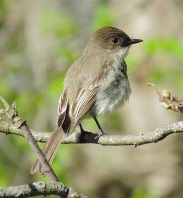 Eastern Phoebe
